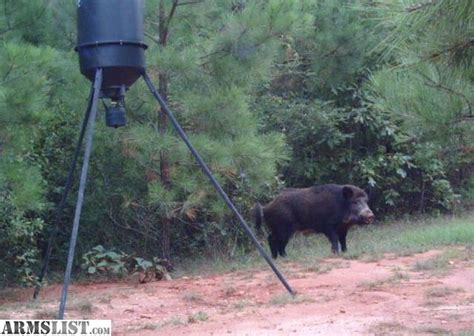cheap hog hunts in south carolina